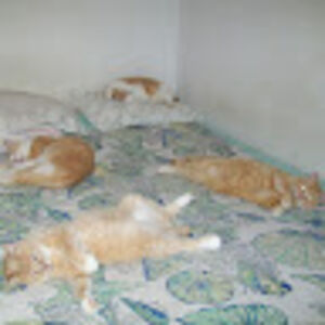 jennicatcross avatar