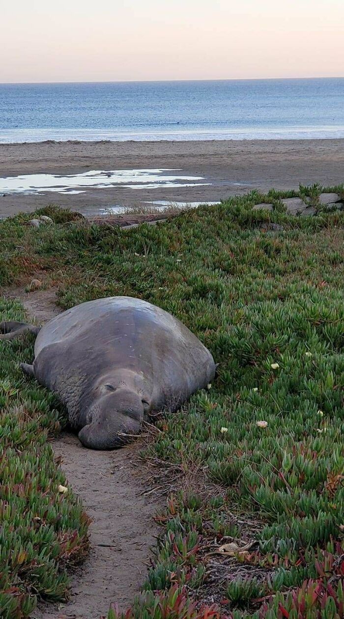 ¿Qué son estas plantas en la playa? Ignorad al elefante marino