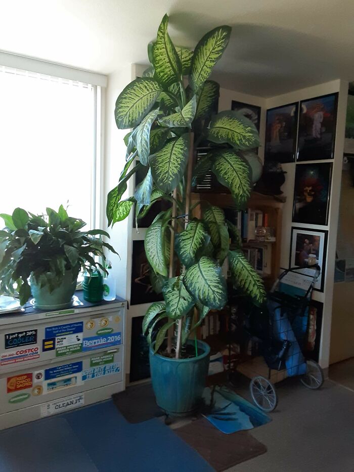 This Is Robert, My Dad's Other Pride And Joy. He Was Grown From A Cutting My Dad Made When He Moved In About 3 Years Ago