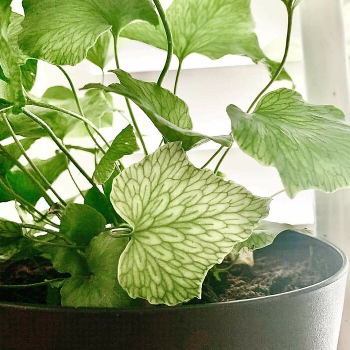 Apparently It's A Fern!