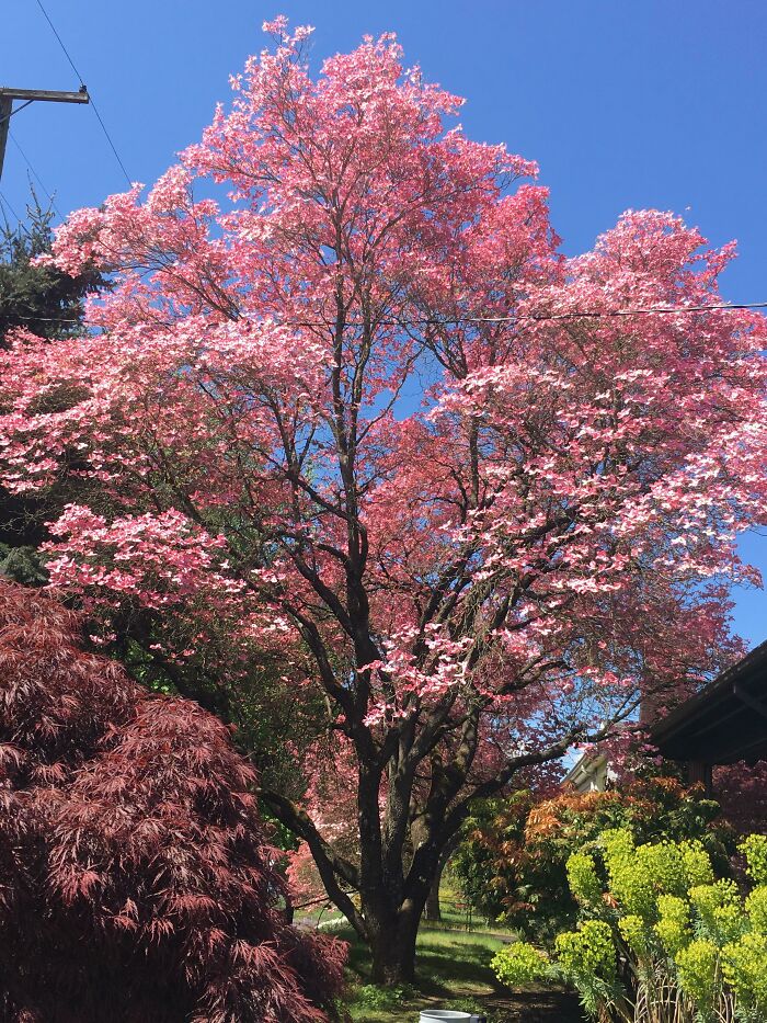 Moved To A New House This Winter And This Beauty Is Welcoming The Spring. Portland, Oregon