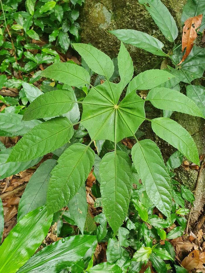 No Idea What It Is, Vietnam