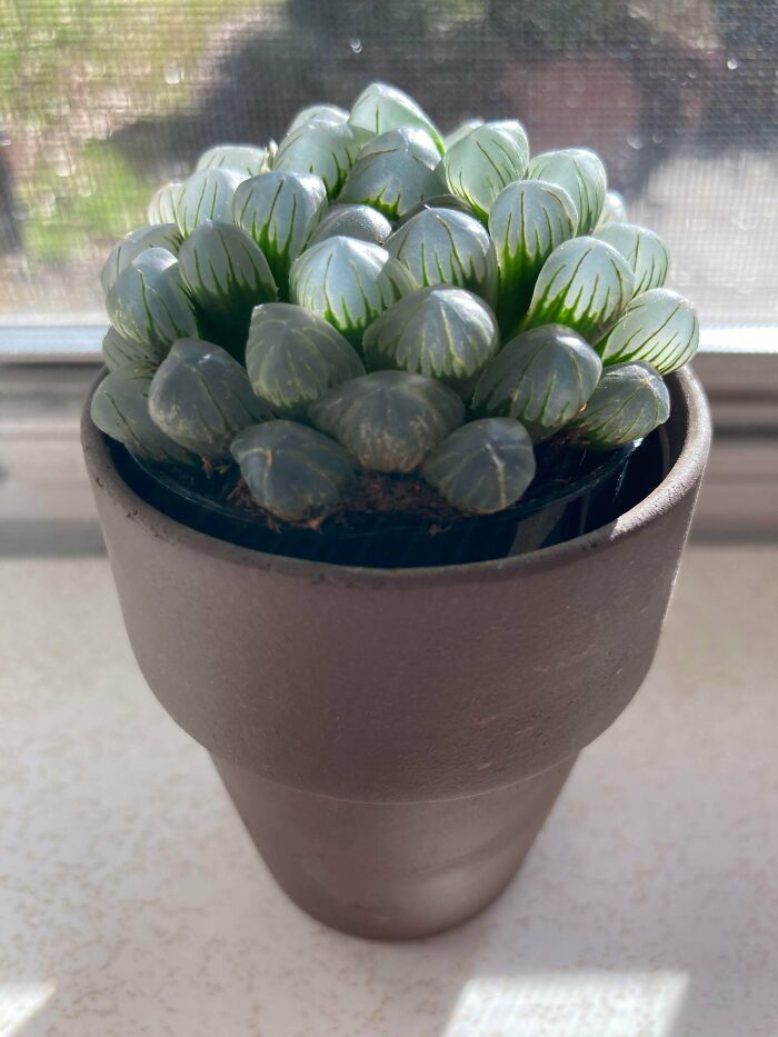 ¿Qué es esta suculenta tan rara?