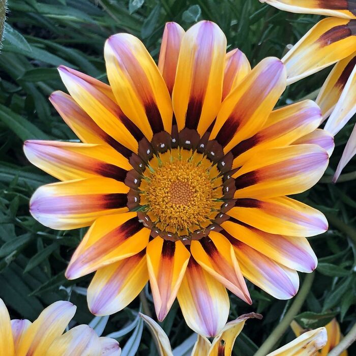 This Flower In South Australia?? Please And Thanks!