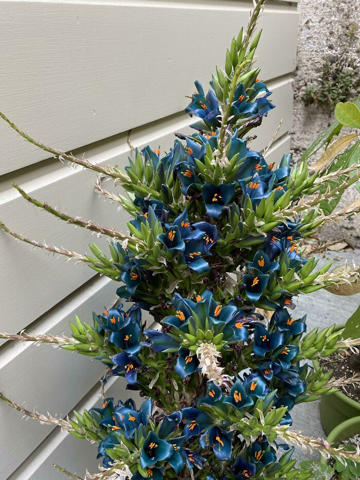 ¿Qué flor alienígena es esta?