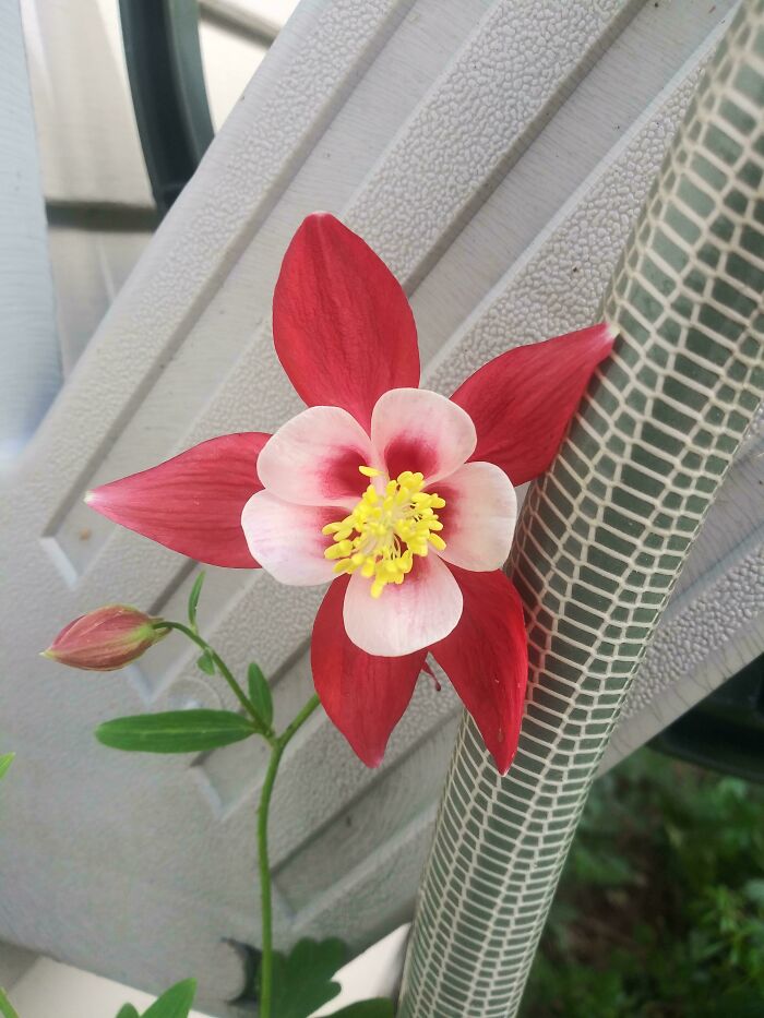 These Guys Pop Up Once A Year Under My Garden Hose (Pnw)