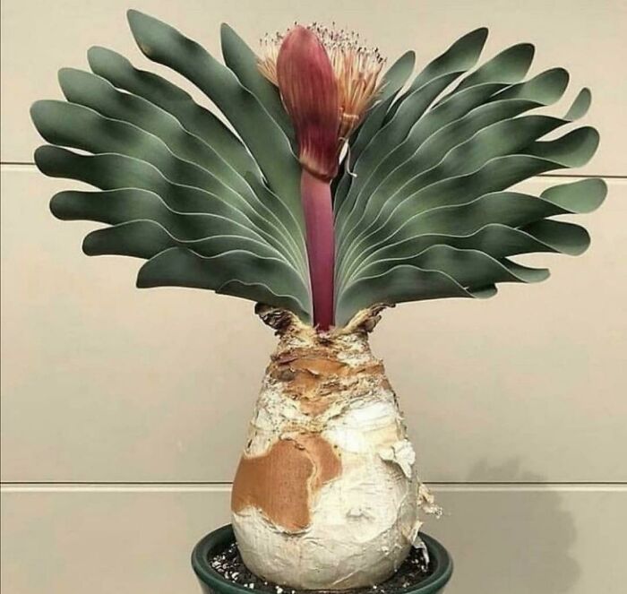 First Time Seeing This, Any Ideas?