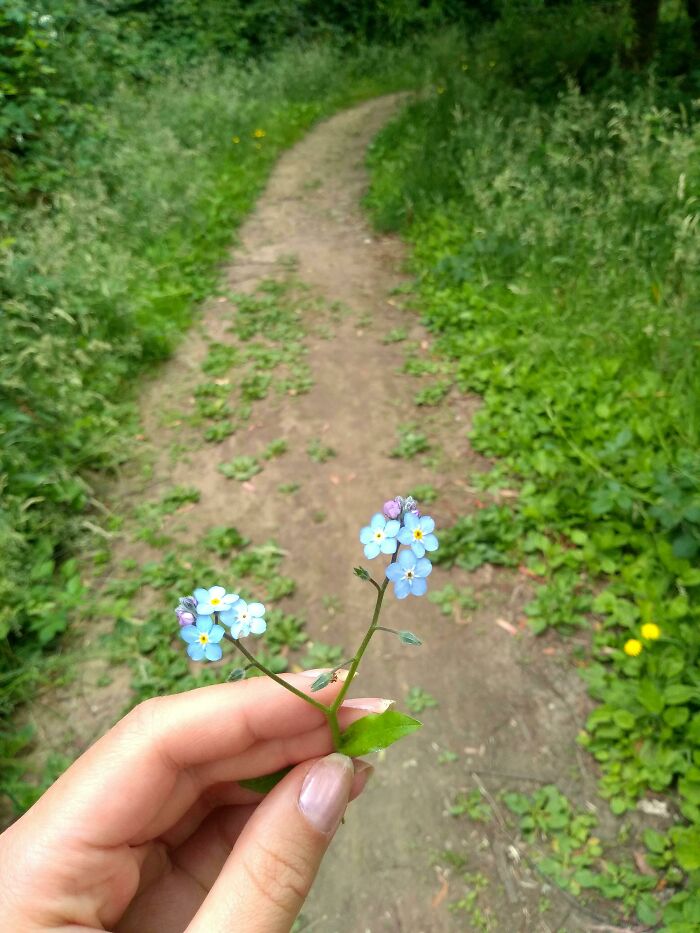 Estas florecillas en el campo, en Daylesford, Australia