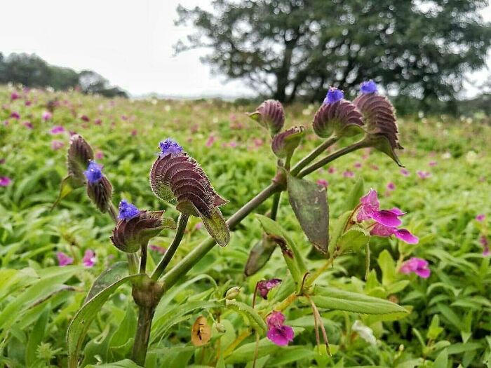 Can Anyone Tell Me What Is The Name Of This Beautiful Birdlike Plant?