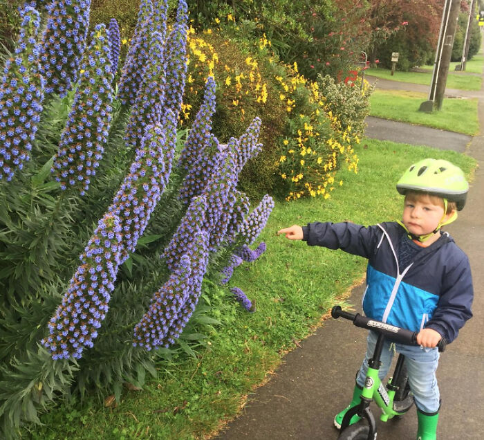 My Grandson Wants To Know What This Plant Is - Hope You Can Help, Thanks