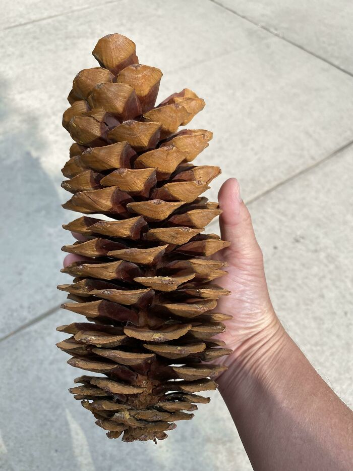 Found In A Walk In Keystone Colorado