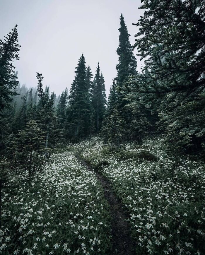 What Are These Small White Flowers?