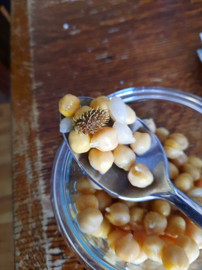 ¿Qué es este objeto aparentemente vegetal encontrado en una lata de garbanzos?