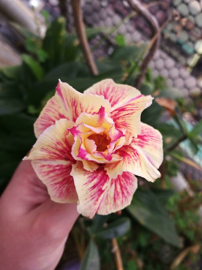 Left On Our Balcony By Previous Tenants - I Love The Colours! Kaohsiung, Taiwan