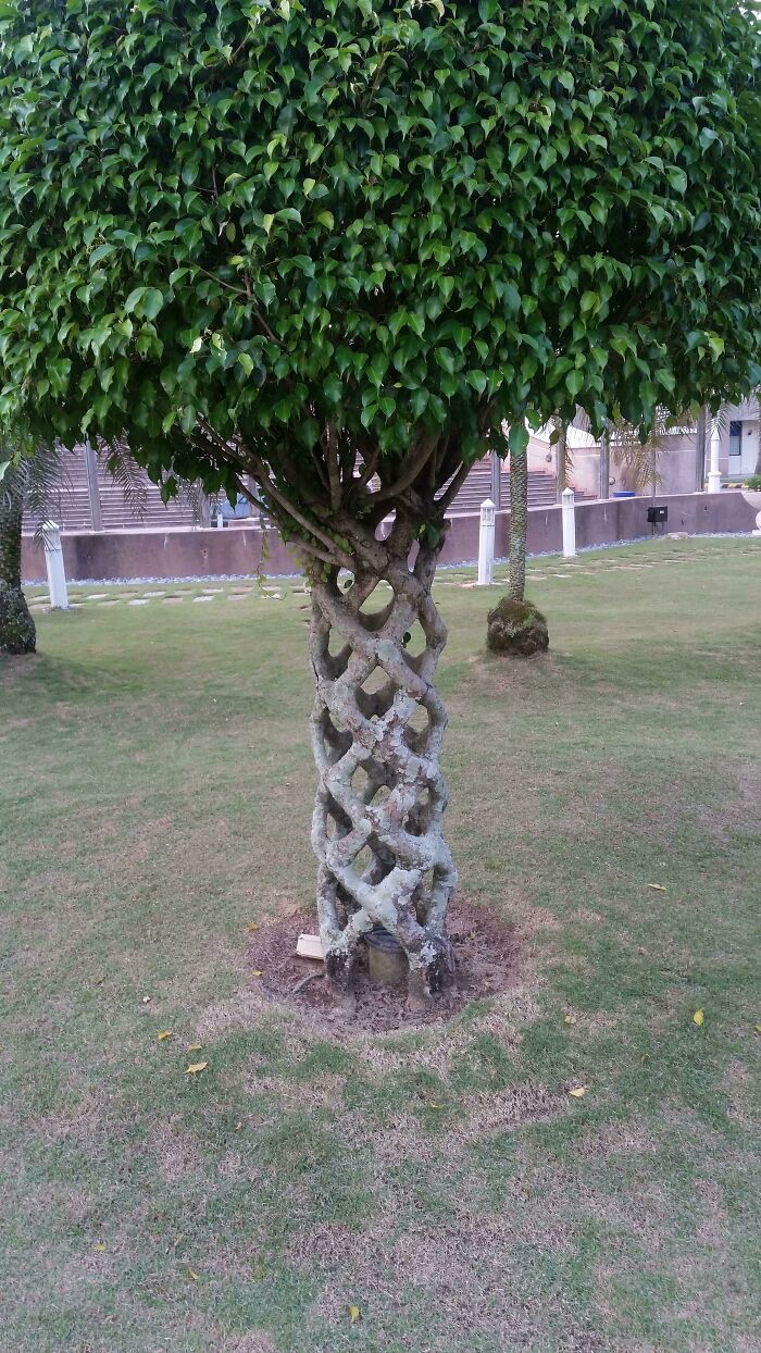 Found This Beautifully Designed Plant In My University In Malaysia. Would Like To Know What Is It And What's The Process Used To Make It This Way