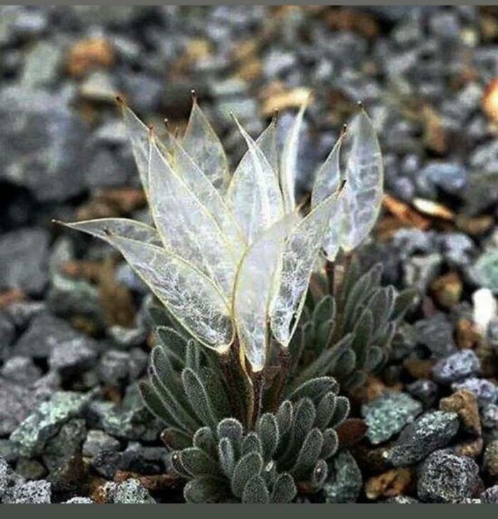 My Aunt Sent Me This Picture, Any Clue What It Is?