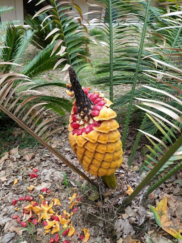 Mi amigo se ha comido una de estas cápsulas rojas y estoy preocupado