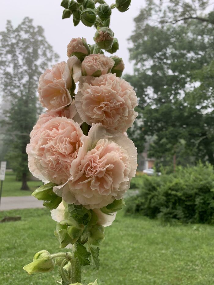 6’ + Gorgeous Mystery Flower!