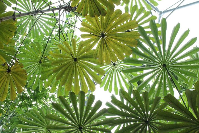 Can Someone Identify This Tree From The Biome At The Eden Project?? (Glasshouse UK)