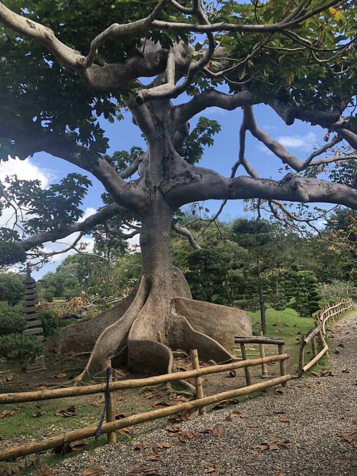 ¿Qué es este árbol majestuoso?