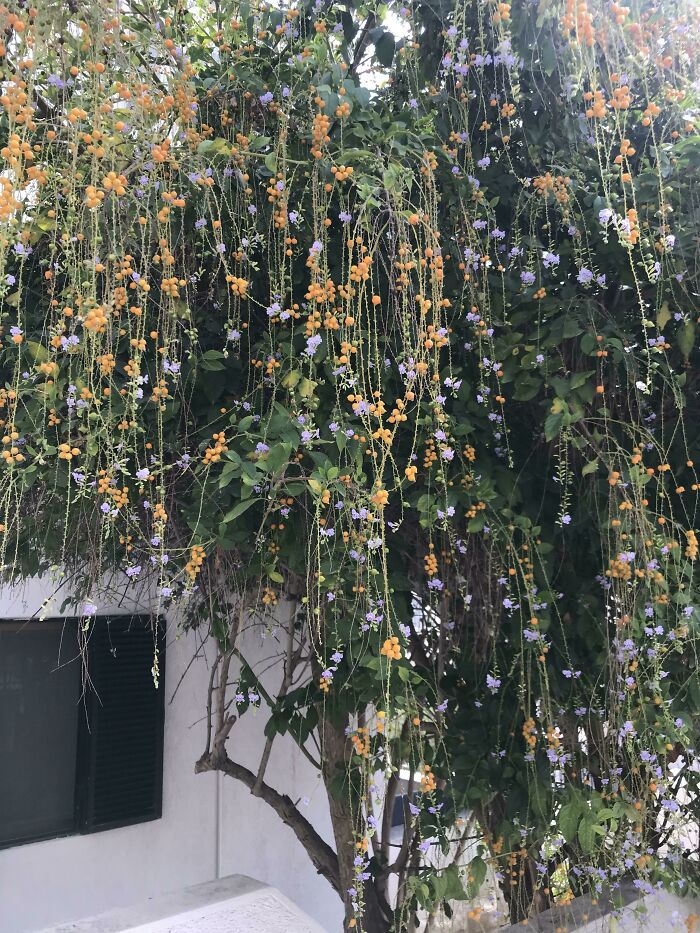He visto este árbol dejando a mi hijo en la escuela en su primer día, es precioso.