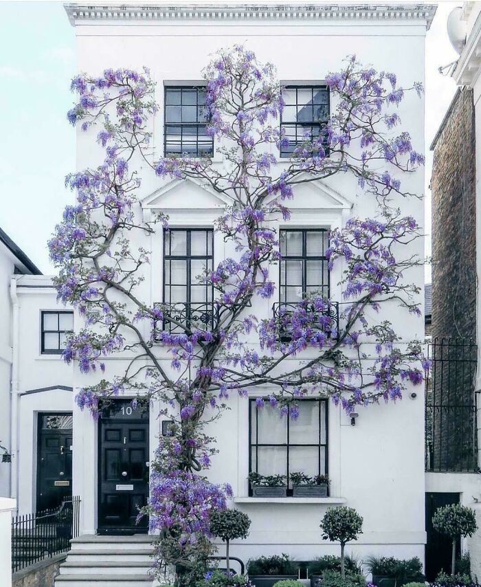 ¿Qué tipo de árbol es este?