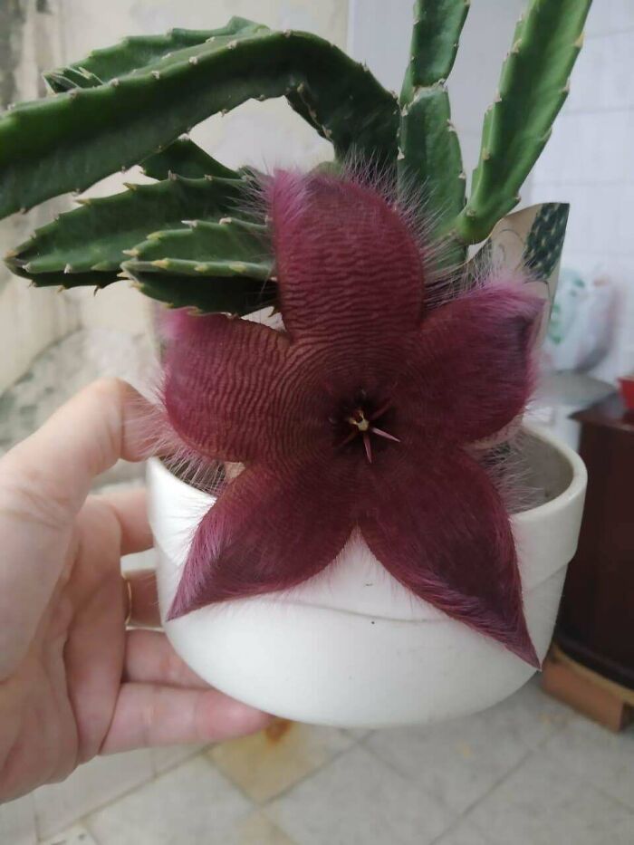 Brought This Cactus A Couple Of Months Ago… Is This Normal? The Flower Is Hairy And Is Killing It By Its Size