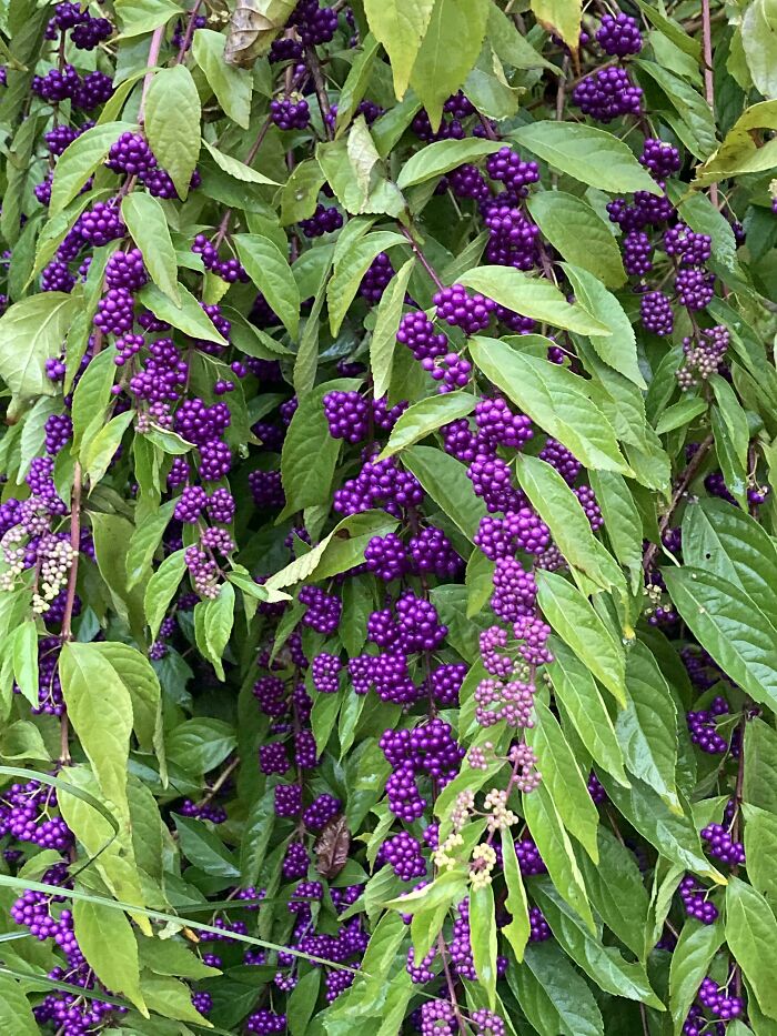 Bright Purple Berries I Saw In Someone’s Front Yard. Se Pennsylvania 7a