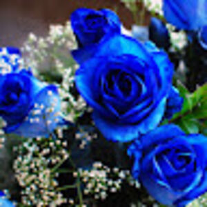 kayleighwheeler avatar