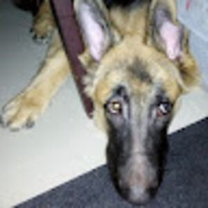 primchalisawongsalab avatar