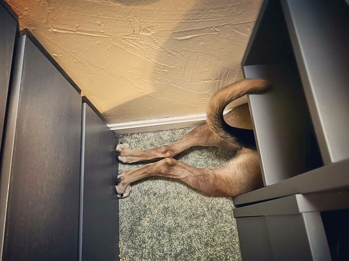 That Feeling When You’ve Found The Perfect Hiding Space. Nobody Will Find Me Here