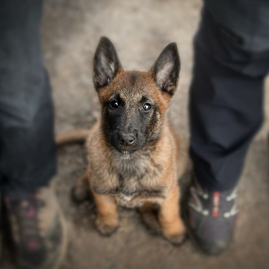 25 Of The Best Dog Photos I’ve Ever Taken - Nikol Kopp