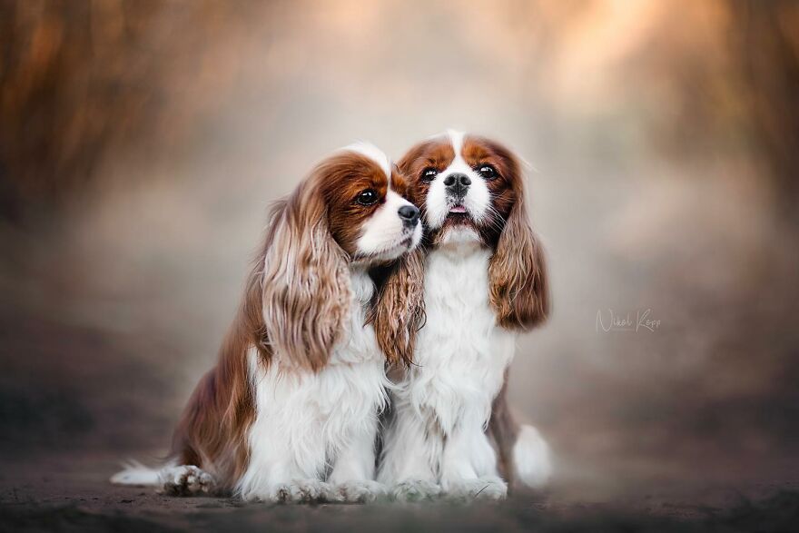 25 Of The Best Dog Photos I’ve Ever Taken - Nikol Kopp