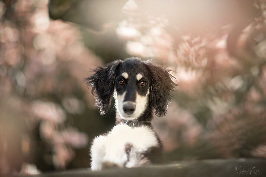 25 Of The Best Dog Photos I’ve Ever Taken - Nikol Kopp