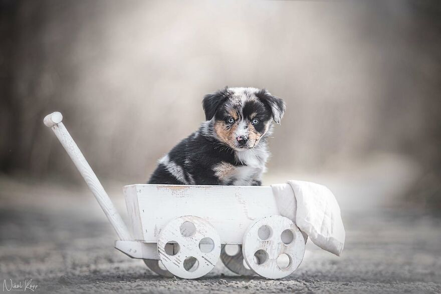 25 Of The Best Dog Photos I’ve Ever Taken - Nikol Kopp