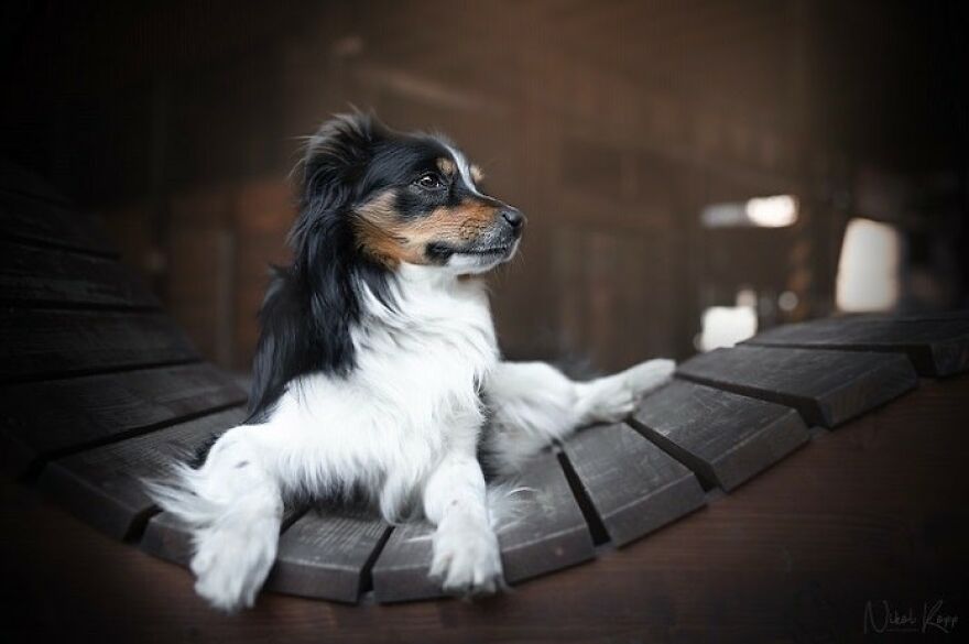 25 Of The Best Dog Photos I’ve Ever Taken - Nikol Kopp