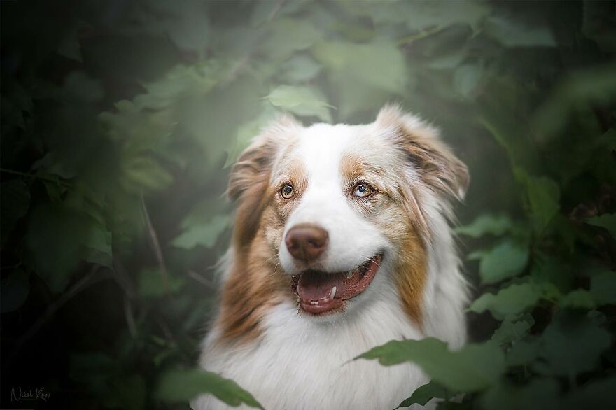 25 Of The Best Dog Photos I’ve Ever Taken - Nikol Kopp