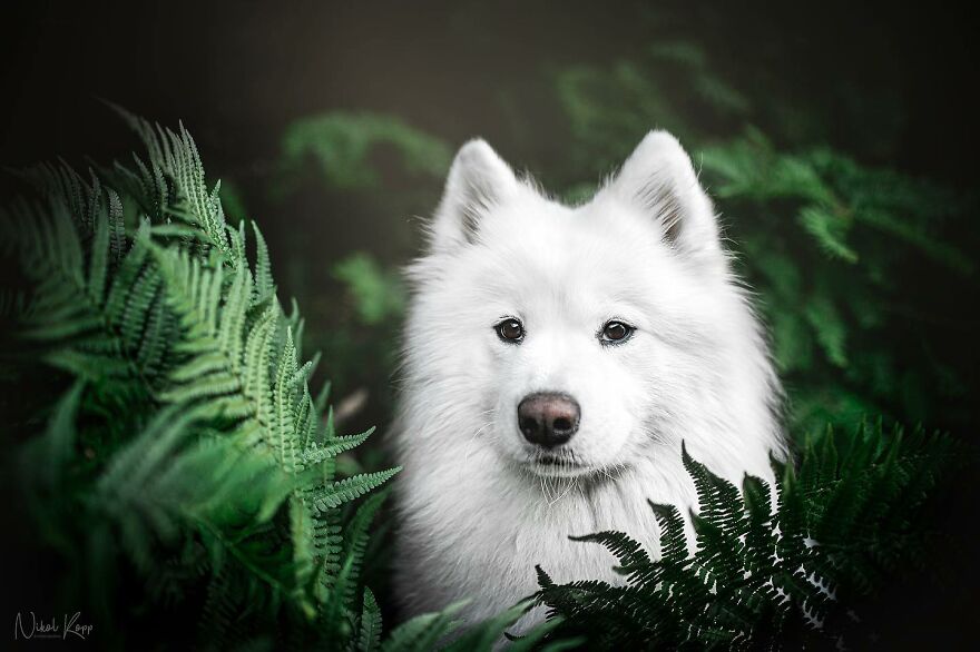 25 Of The Best Dog Photos I’ve Ever Taken - Nikol Kopp