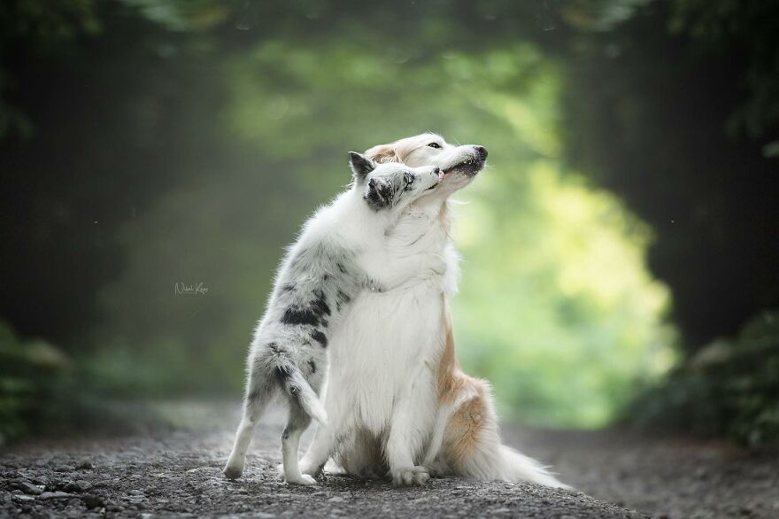 25 Of The Best Dog Photos I’ve Ever Taken - Nikol Kopp