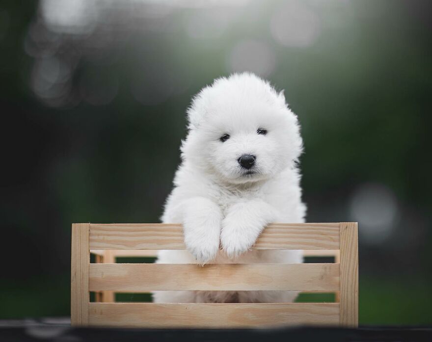 25 Of The Best Dog Photos I’ve Ever Taken - Nikol Kopp