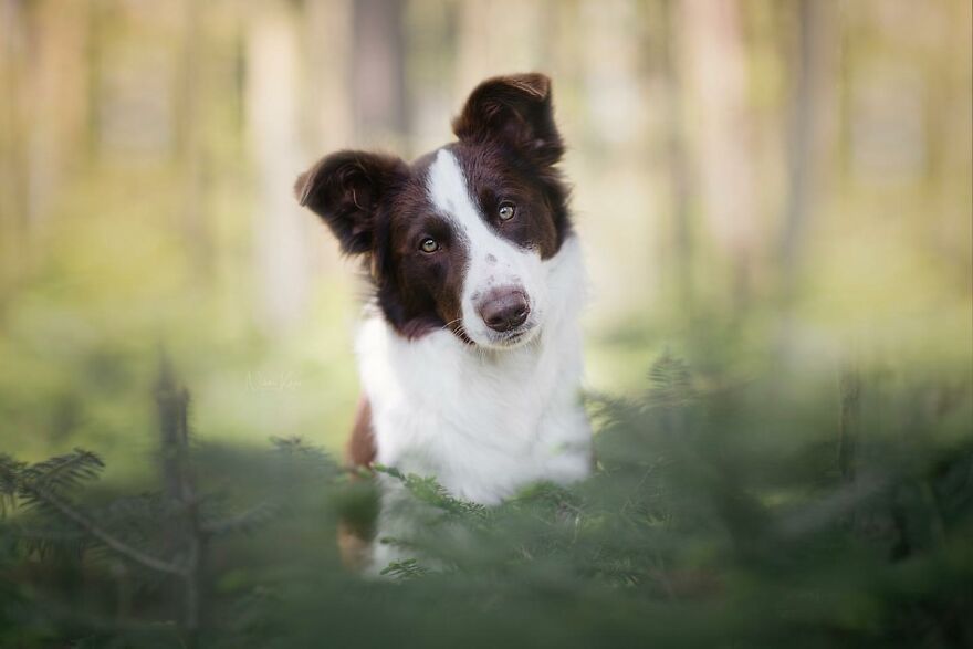 25 Of The Best Dog Photos I’ve Ever Taken - Nikol Kopp