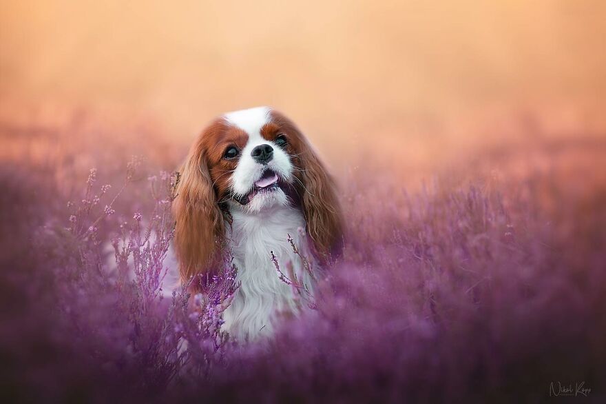 25 Of The Best Dog Photos I’ve Ever Taken - Nikol Kopp