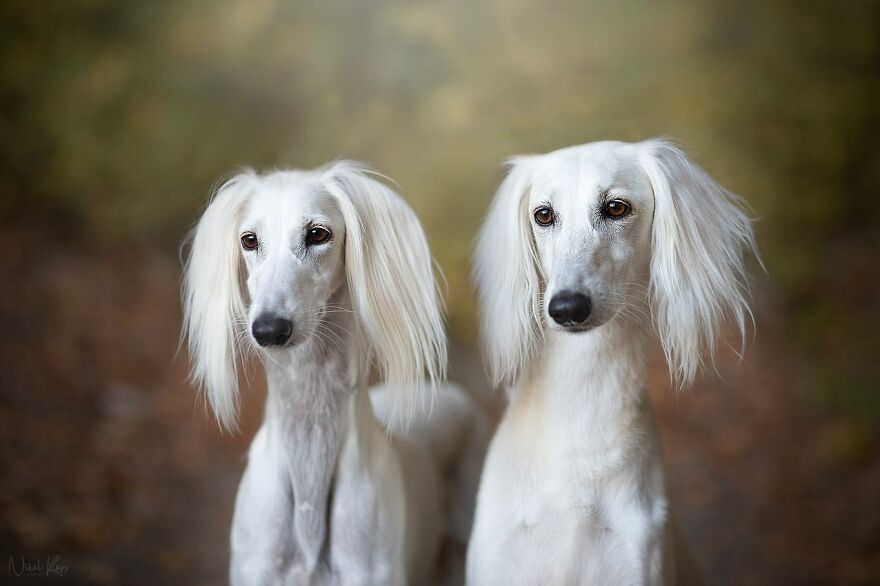 25 Of The Best Dog Photos I’ve Ever Taken - Nikol Kopp