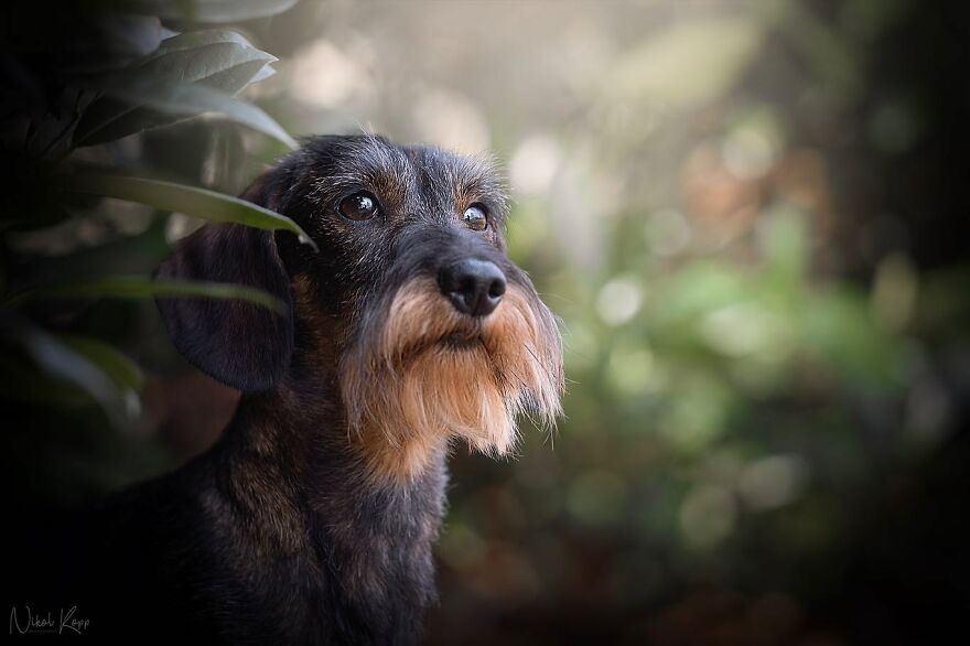 25 Of The Best Dog Photos I’ve Ever Taken - Nikol Kopp