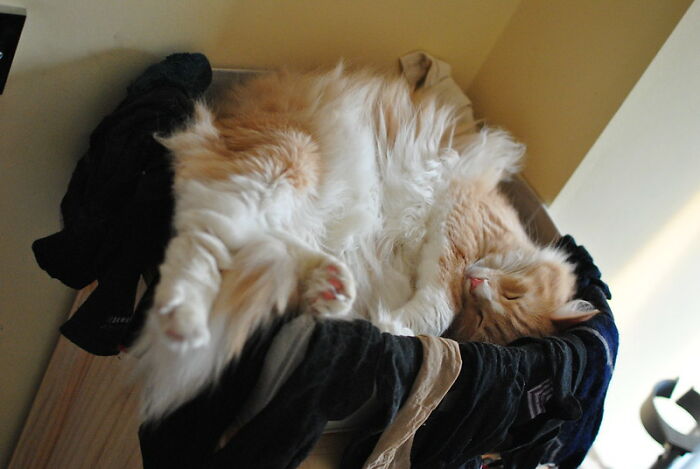 In Honor Of World Sleep Day, Here Are 30 Tips For Falling Asleep Easily, Shared By Users Of This Online Group