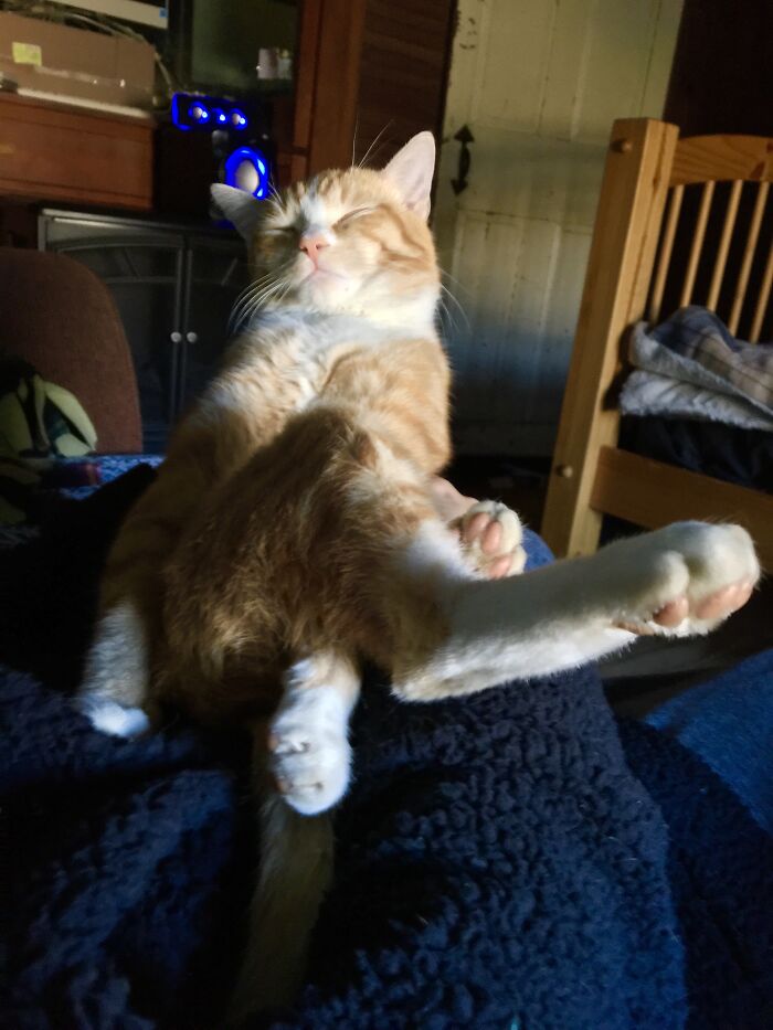 He Was Sleeping. Tuckered From Being In The Great Outdoors.milo Had To Be An Indoor Kitty For The First 6 Months Of His Life. This Picture Was Taken When We Finally Moved Into Our Country Home.
