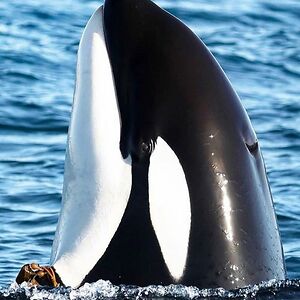 khobiealexander avatar