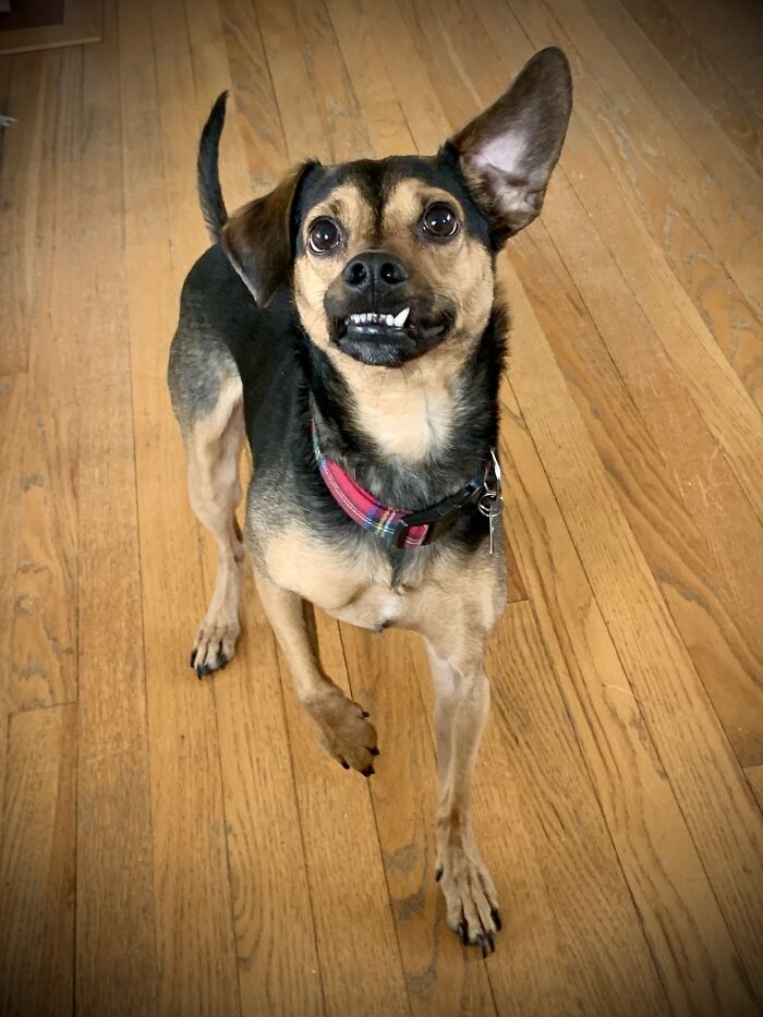 Waiting For Me To Throw The Squeaky Pig.