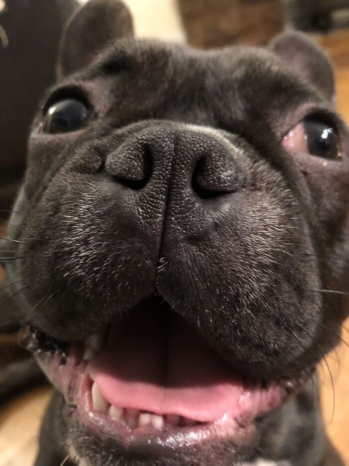 Doggo Chin