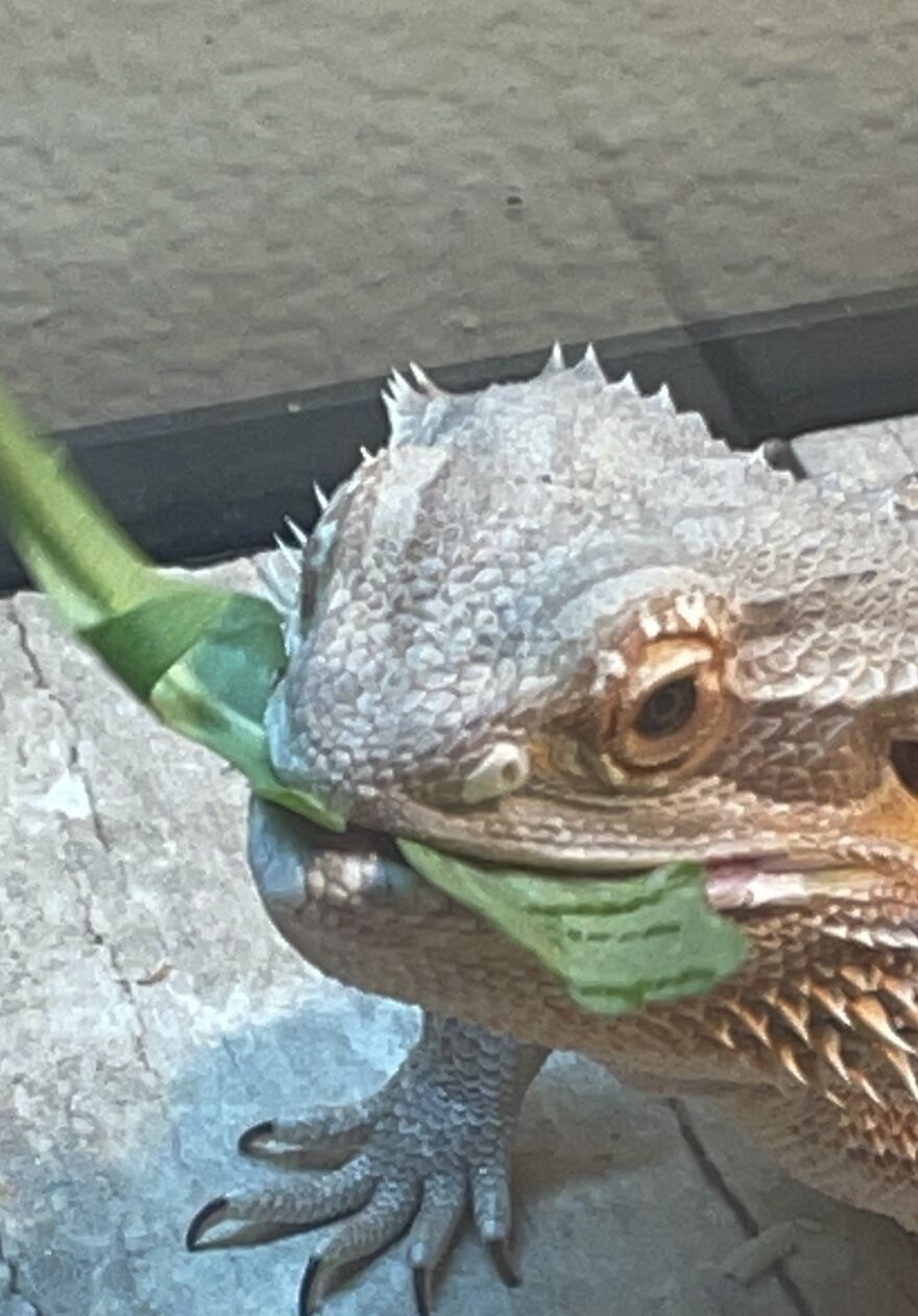 Fang’s Snack Time!